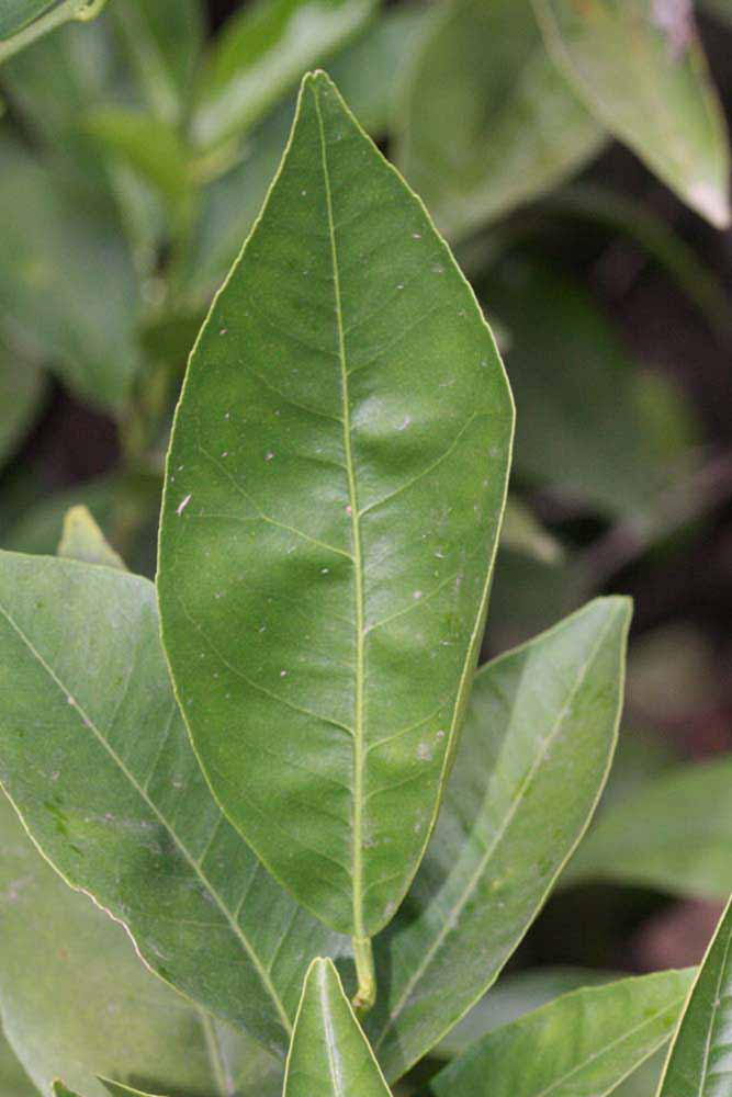              Unifoliolate leaf (Riverside, CA)       